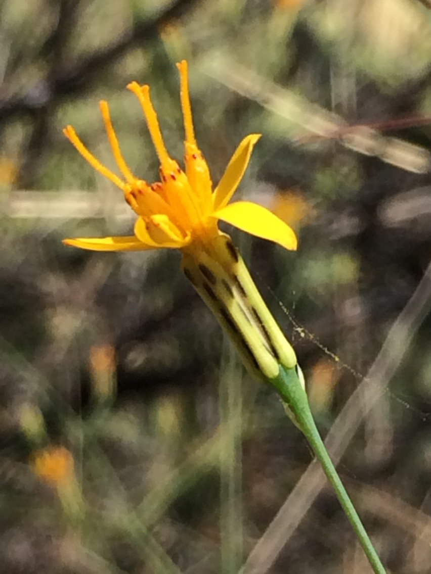 Pectis imberbis
