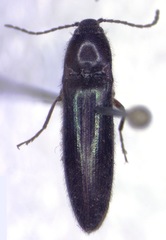 Dipropus metallicus