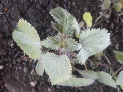 Urtica chamaedryoides