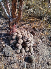 Mammillaria karwinskiana