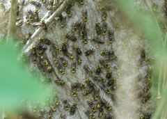Protonectarina sylveirae