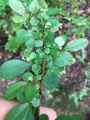 Phyllanthus microcladus