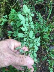 Phyllanthus microcladus