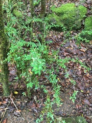 Phyllanthus microcladus