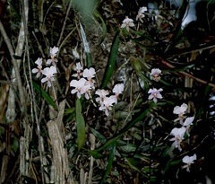 Caucaea