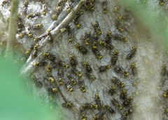 Protonectarina sylveirae