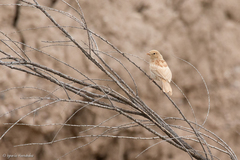 Rhopospina carbonaria