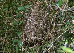 Protonectarina sylveirae