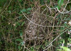 Protonectarina sylveirae