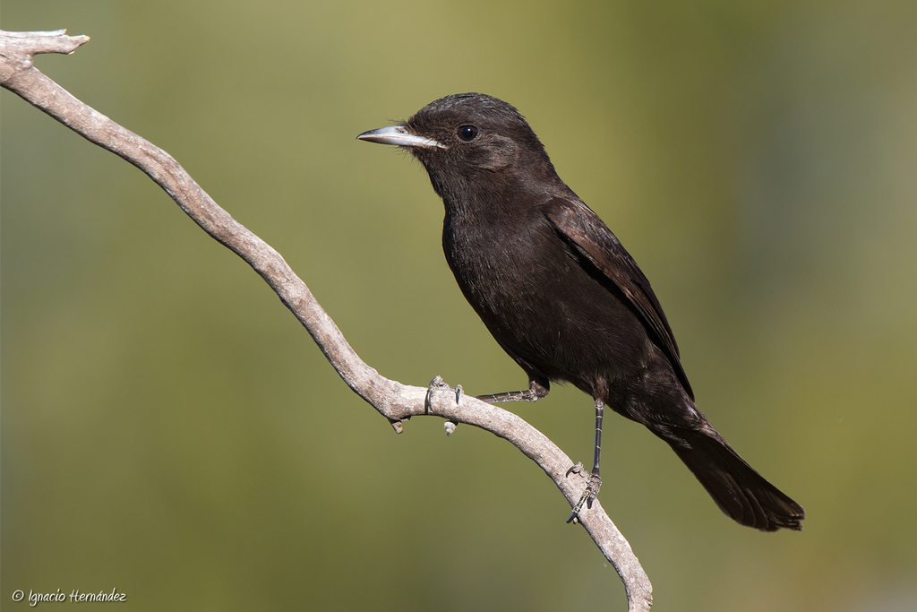 Hudson's Black-Tyrant photo