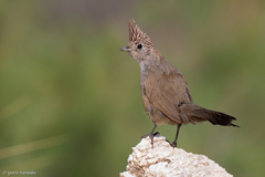 Rhinocrypta lanceolata