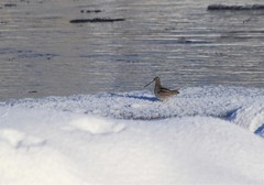 Gallinago solitaria