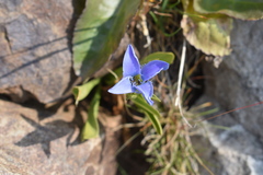 Gentianopsis barbellata
