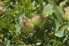 Astragalus oreades
