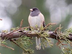 Junco hyemalis