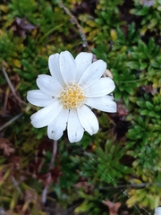 Scapisenecio albogilvus