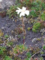 Scapisenecio albogilvus