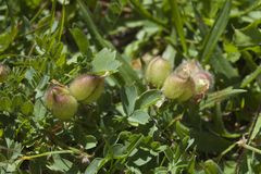 Astragalus oreades