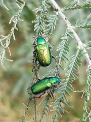Diphucephala colaspidoides