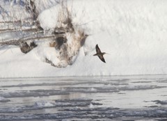 Gallinago solitaria