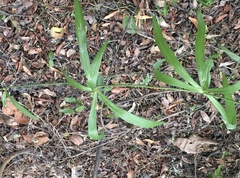 Herreria montevidensis