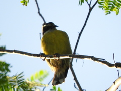 Coereba flaveola caboti