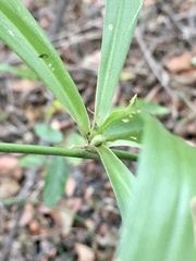 Herreria montevidensis