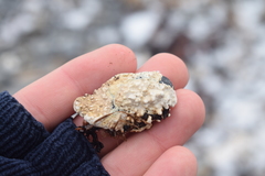 Lithothamnion glaciale