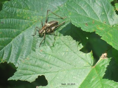 Paratlanticus ussuriensis