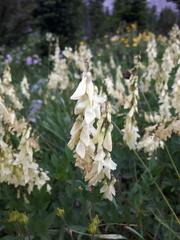 Hedysarum sulphurescens
