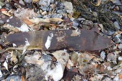 Saccorhiza dermatodea