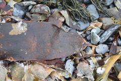 Saccorhiza dermatodea