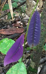 Lindsayomyrtus racemoides