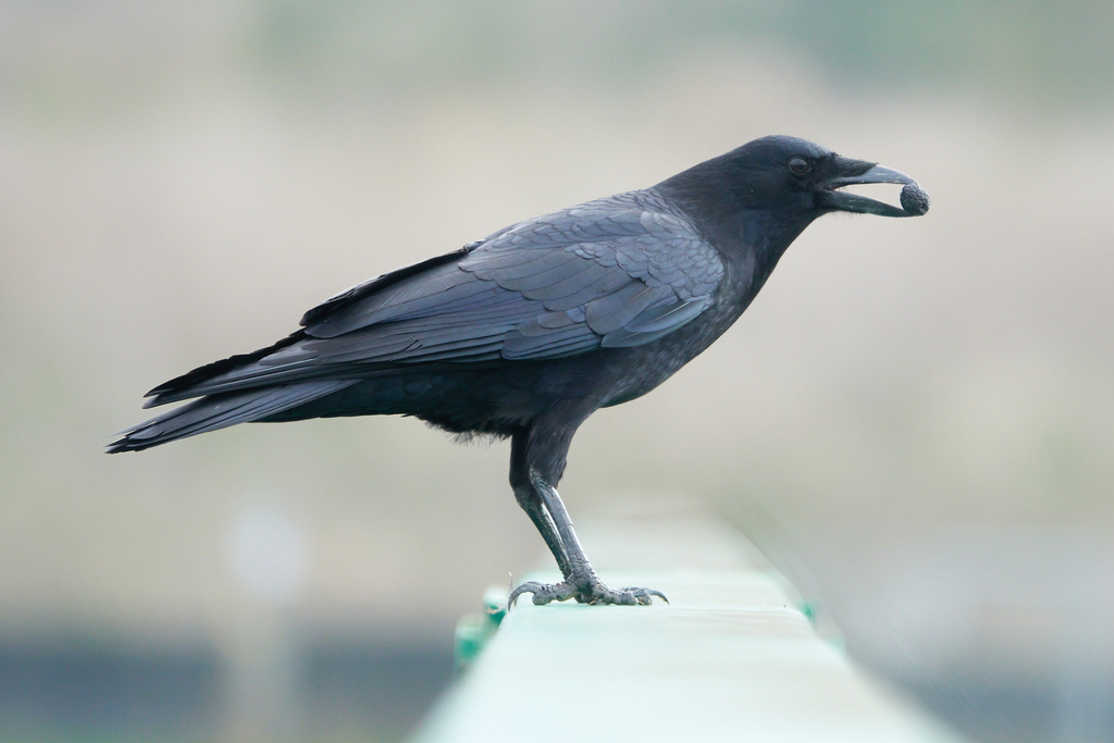 American Crow (The Flora and Fauna of Palo Duro Canyon) · iNaturalist