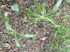 Herreria montevidensis