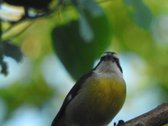 Coereba flaveola caboti