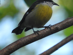 Coereba flaveola caboti