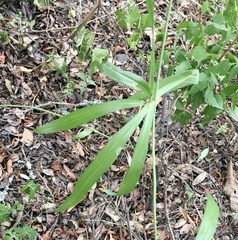 Herreria montevidensis