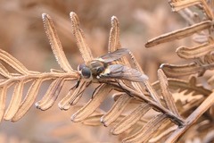 Scaptia jacksonii