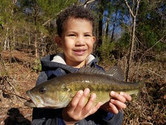 Micropterus henshalli