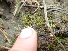 Isolepis basilaris