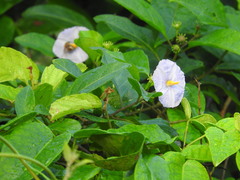 Lycianthes lenta
