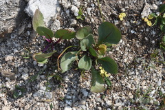 Senecio amplectens holmii