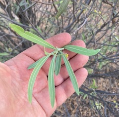 Alectryon oleifolius canescens