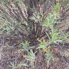 Alectryon oleifolius canescens