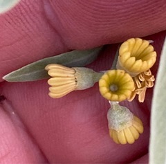 Alectryon oleifolius canescens