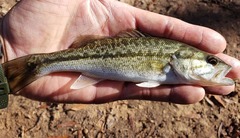 Micropterus henshalli