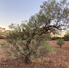 Alectryon oleifolius canescens
