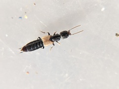Cafius luteipennis