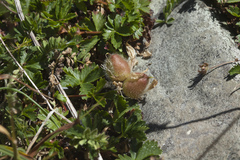 Astragalus oreades